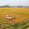 Vietnam likely to achieve rice export target this year