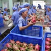 EU remains promising market for Vietnamese fruit