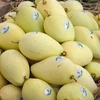 More than 5,000 ha of mango in Dong Thap granted area codes for export
