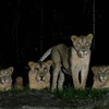 Lions in Singaporean parks infected with SARS-CoV-2