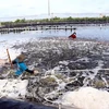 Sustainable aquaculture: Livelihoods for millions of people in Asia