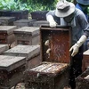 Official: US tax on Vietnamese honey products too high