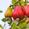 Cashew nut exports pick up in 2021 despite COVID-19 challenges