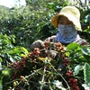 Coffee industry targets 6-billion-USD export value in 2030