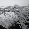 Lao Cai: temperatures drop, hoarfrost appears on Fansipan Mountain
