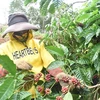 Tay Nguyen coffee growers embrace sustainable models