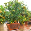 Tu Lien kumquat trees popular ahead of Tet