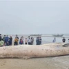 Thanh Hoa: 10-tonne whale carcass buried