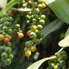 Vietnam’s pepper exports forecast for growth this year