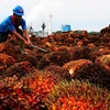Indonesia imposes mandatory domestic sales for palm oil