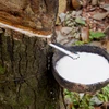 Malaysia's rubber exports top 15 billion USD in 2021