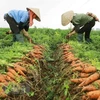 Hai Duong to host first-ever carrot harvest festival