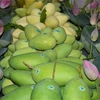 Dong Thap exports first batch of mangoes to Europe in 2022