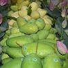 Dong Thap works to raise quality of exported mangoes