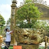 Dong Thap: yellow apricot tree collection sets world record