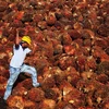 Malaysia to increase global market share of palm oil