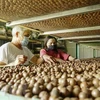 Project aims for sustainable growth of macadamia industry 