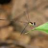 Coeliccia natgeo damselfly spotted in Nghe An
