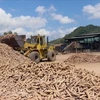 Suspending VAT refunds will harm cassava industry