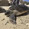 Ninh Thuan: Endangered sea turtle trapped by fishing net set free