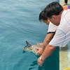 Hawksbill turtle released to sea in Binh Dinh