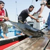 Indonesia holds 15 percent of world tuna production