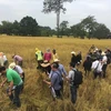 Thailand promotes development of organic rice