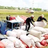 EVFTA boosts Vietnam's rice exports to EU