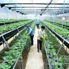 Vietnam Australia Innovation Network to hold Int’l Conference on High Quality Agriculture