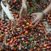 Indonesia to lift palm oil export ban from May 23