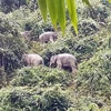 Quang Nam province seeks solutions to preserve elephants