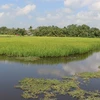 Bac Lieu expands growing rice to organic standards