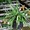 Three endangered orchid species successfully propagated