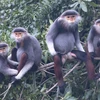 USAID launches Species Conservation Fund in Vietnam