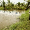 Ben Tre province works towards sustainable agriculture