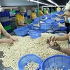 Vietnamese firms regain ownership of all 100 cashew nut containers in Italy scam