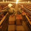 Hanoi’s farm economy yields high economic value