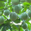 Vietnam to export passion fruits to China from July 1