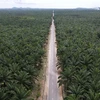 Indonesia increases palm oil export quota 