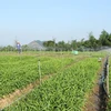 Hanoi turns to green, effective agricultural production