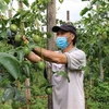 Vietnam pilots exporting passion fruits to China