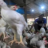 Indonesia to soon export chicken to Singapore