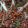 Indonesia temporarily waives palm oil export levy
