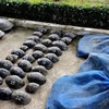 Cross-border wildlife trafficking discovered in An Giang