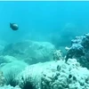 Solar-powered cameras proposed in Hon Mun for coral protection