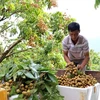 Son La longan to be served on Vietnam Airlines flights