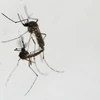 Philippines records 319 dengue deaths so far