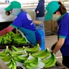Vietnam, China negotiate phytosanitary requirements for fruit exports