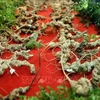 President requires greater efforts to promote value of Ngoc Linh ginseng