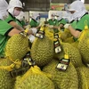 Long way to go for Vietnamese durians